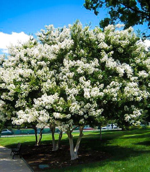 Lagerstroemia indica x fauriei 'Natchez'